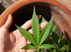 hand holding marijuana leaf