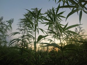 Cannabis field in the sunset